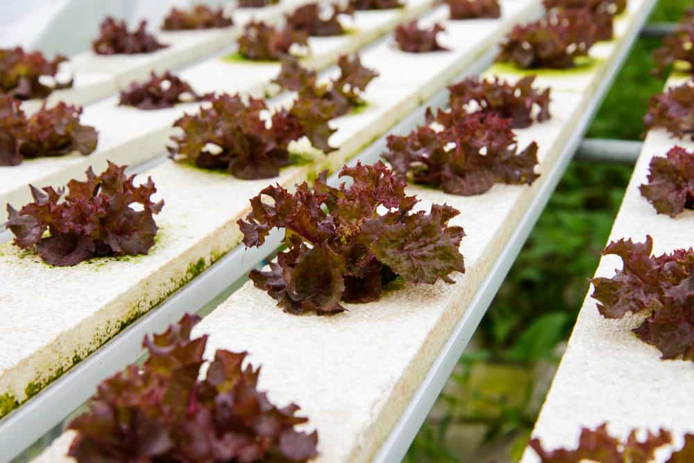 Hydroponic lettuce farms in Japan is an example of R&D in food production