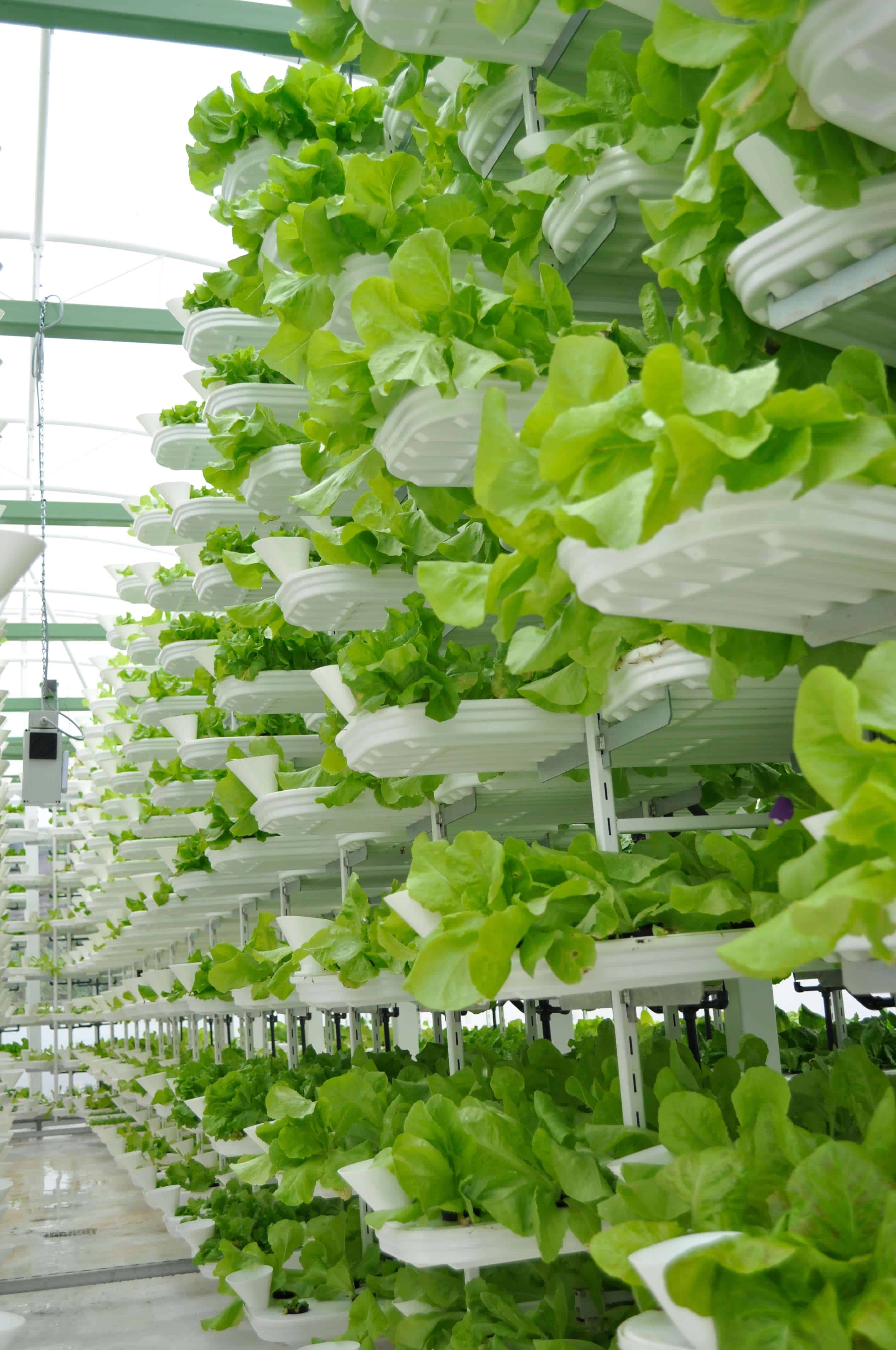 vertical lettuce farm Japan