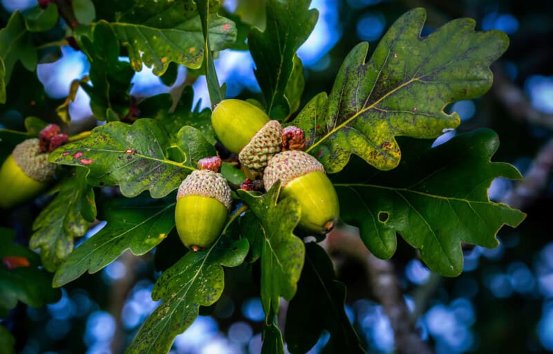 Acorns in a tree