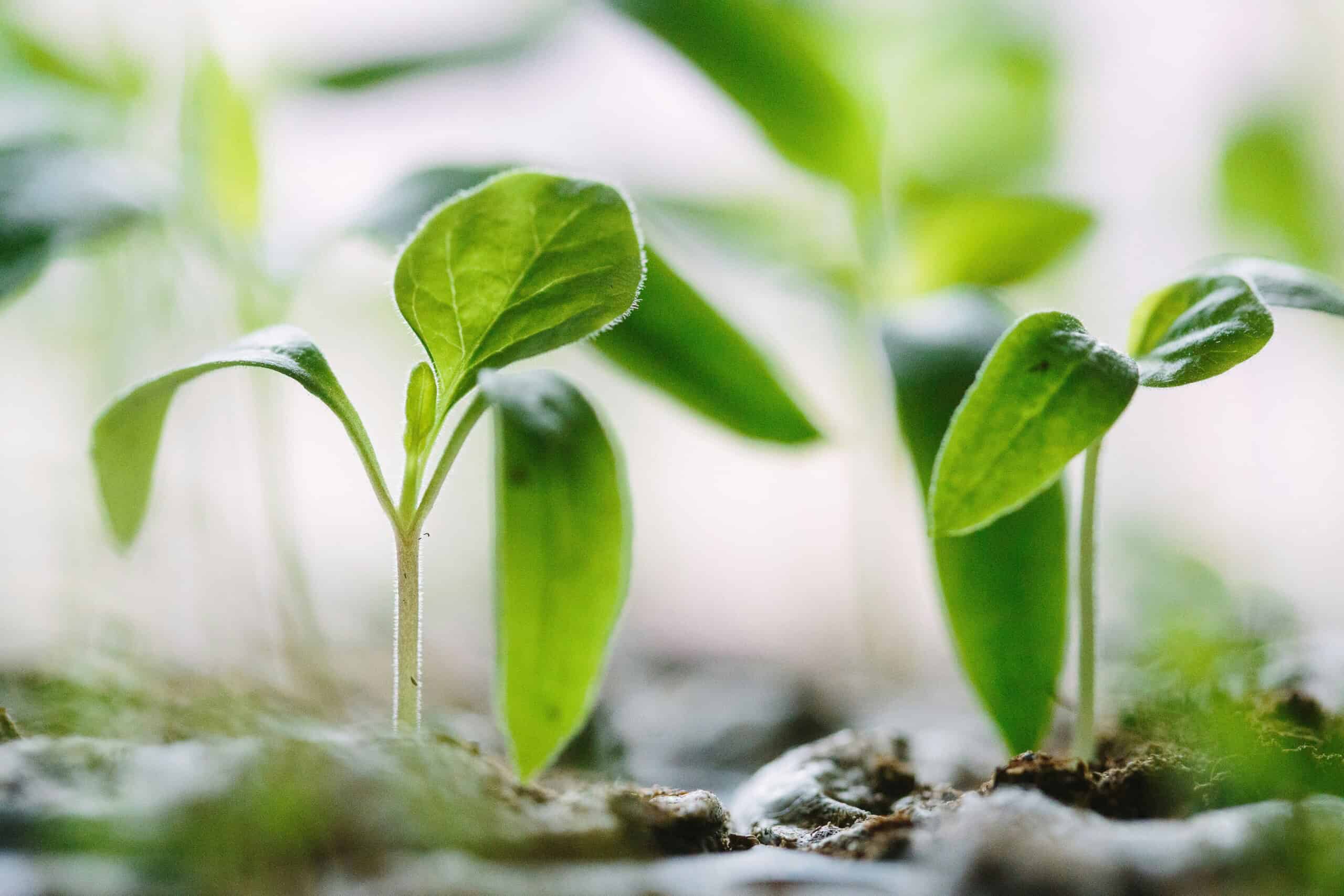 Growing plants to illustrate the innovate UK Growth Catalyst